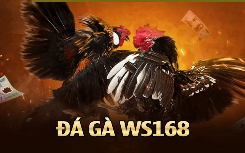 Đá gà Ws168